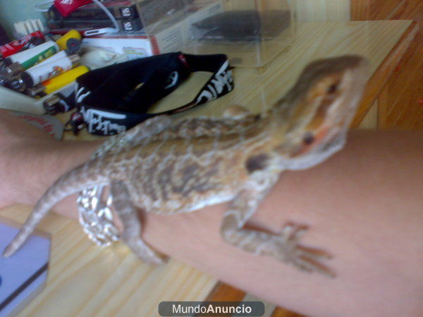 vendo pogona macho