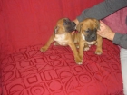 Boxer preciosos - mejor precio | unprecio.es