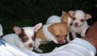 cachorros de chihuahua mini garantia y seriedad - mejor precio | unprecio.es