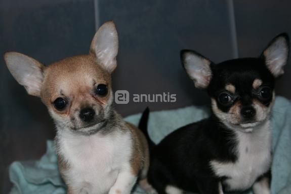 chihuahuas de las mejores lineas