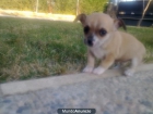 chihuahuas toys - mejor precio | unprecio.es