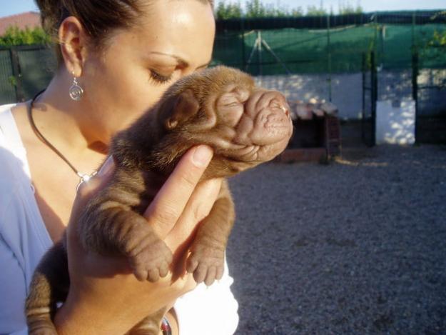 Preciosa camada de shar-peis arrugados