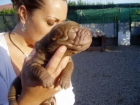 Preciosa camada de shar-peis arrugados - mejor precio | unprecio.es