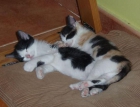 Regalo dos gatitos encantadores - mejor precio | unprecio.es