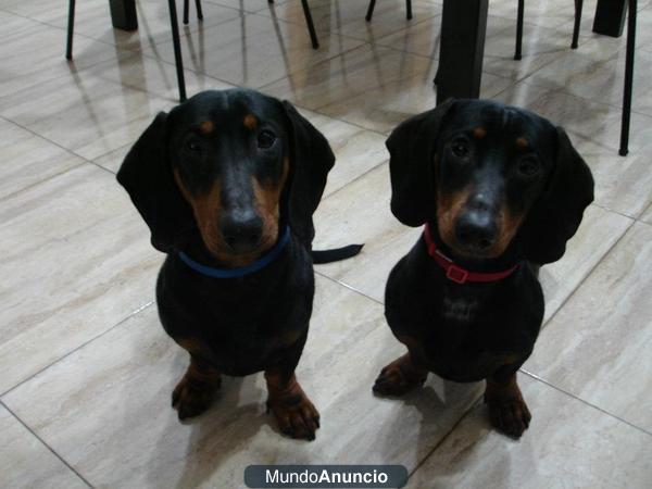 Teckels buscan casa