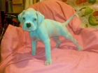 venta de boxer - mejor precio | unprecio.es