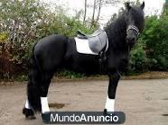 Friesian caballo sano ya está disponible