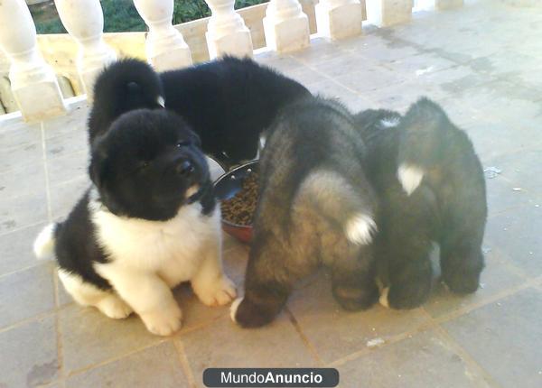 Akitas Americanos en venta