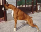 boxer cachorros dorados y atigrados - mejor precio | unprecio.es