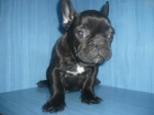 bulldog frances uno de tus mejores amigos - mejor precio | unprecio.es