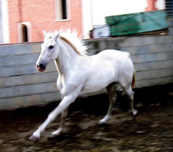 caballo cruzado tordo