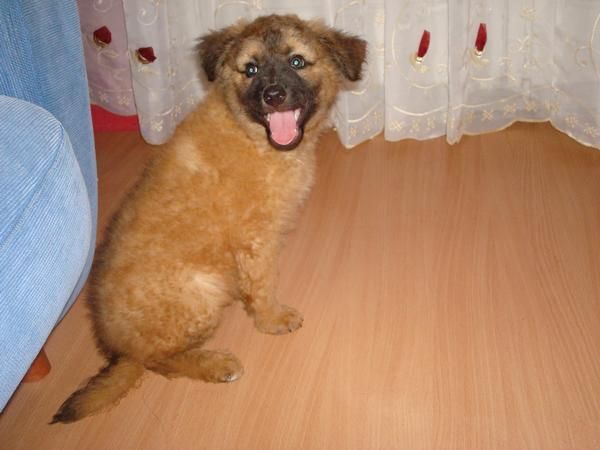 cachorros en adopcion en barcelona