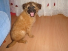 cachorros en adopcion en barcelona - mejor precio | unprecio.es