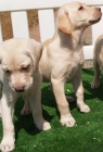 Camada de Labrador, ¡tu cachorro! . Asturias - mejor precio | unprecio.es
