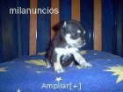 chihuahuas - mejor precio | unprecio.es