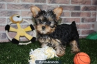 Disfruta de tu cachorrito de Yorkshire - mejor precio | unprecio.es