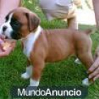 Obtener un cachorro boxer hoy. - mejor precio | unprecio.es