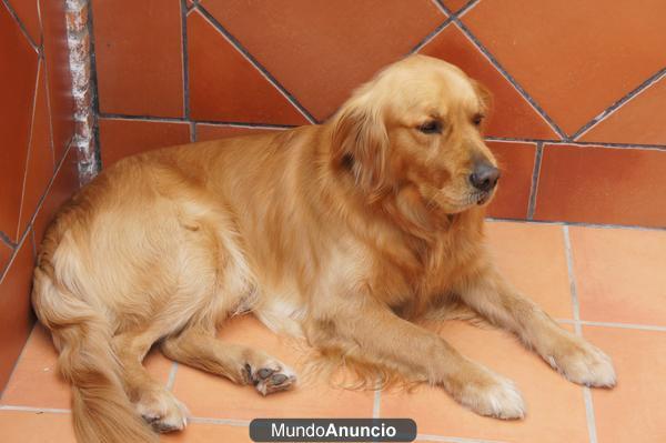 Preciosos cachorros Golden  Retriever