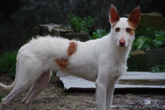 Sally, una perrita muy especial busca hogar