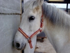 vendo caballo docil . blanco 671 551 931 - mejor precio | unprecio.es