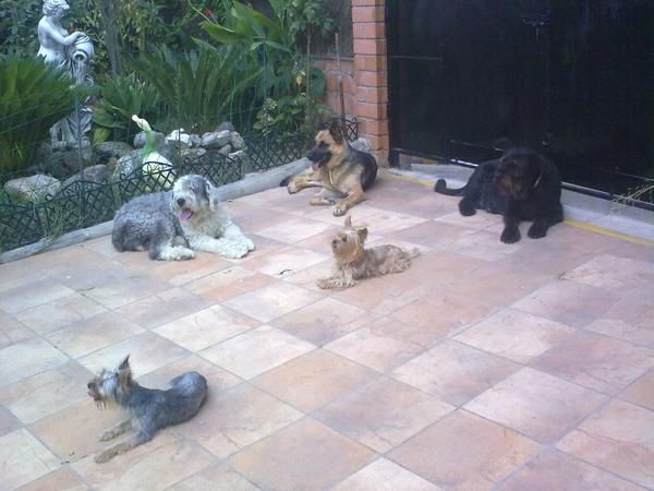 adiestramiento y pqluqueria canina