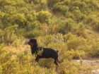 busco rottweiler para monta - mejor precio | unprecio.es