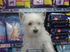 CACHORRO DE WESTY DE  DOS MESES Y MEDIO. OFERTA. 350 EUROS - mejor precio | unprecio.es