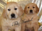 Cachorros de Golden, pura raza y economicos - mejor precio | unprecio.es
