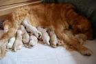 cachorros golden retriever - mejor precio | unprecio.es