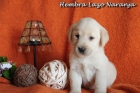 Cachorros Labrador Retriever Magnifica oportunidad! - mejor precio | unprecio.es