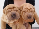 CAMADA DE SHAR-PEIS AMERICANOS 300E TRANSPORTES INCLUIDOS - mejor precio | unprecio.es