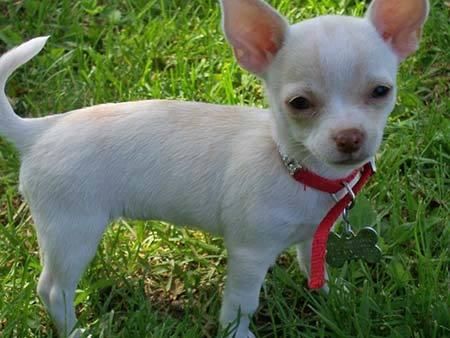 Chihuahua cachorros disponibles