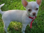 Chihuahua cachorros disponibles - mejor precio | unprecio.es
