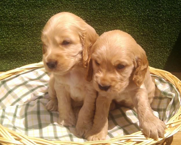 COCKER SPANIEL,190€