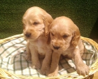 COCKER SPANIEL,190€ - mejor precio | unprecio.es