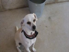 Copito muñequito blanco de tamaño pequeño y tan solo un añito - mejor precio | unprecio.es