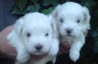 excelentes ejemplares de bichon maltes - mejor precio | unprecio.es