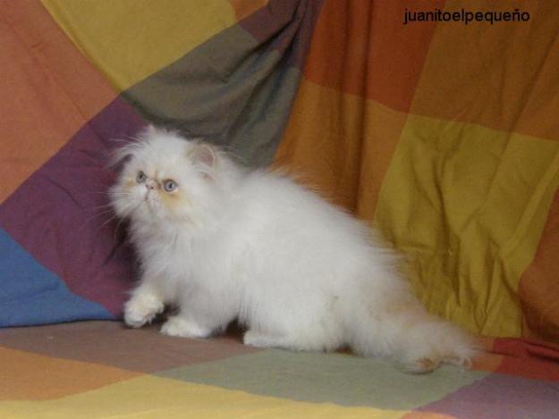 Gatito persa himalayo