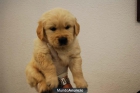 Golden ... 4 cachorritos de calidad - mejor precio | unprecio.es