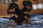 Mini pincher, adorables cachorros a buen precio - mejor precio | unprecio.es