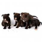 pitbull 160€ - mejor precio | unprecio.es