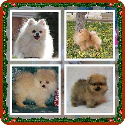 Se venden cachorrillos de LULU DE POMERANIA ENANOS 490 negociables