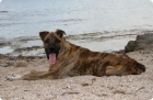 SIGUR, CRUCE DE BOXER EN ADOPCION... - mejor precio | unprecio.es