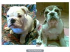 VENDO 2 HEMBRAS DE BULLDOG INGLES - mejor precio | unprecio.es