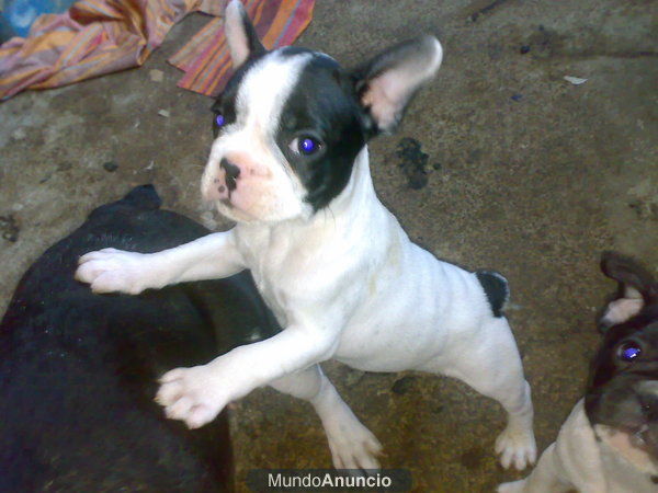 venta de bulldog frances en malaga