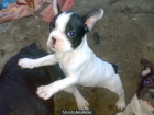 venta de bulldog frances en malaga - mejor precio | unprecio.es