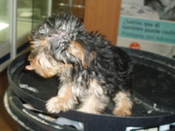 Yorkshire mini hembra395 euros