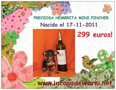 299 eur! MINI PINCHER, 440 eur CHIHUAHUA, 375 eur YORKSHIRE TOY!