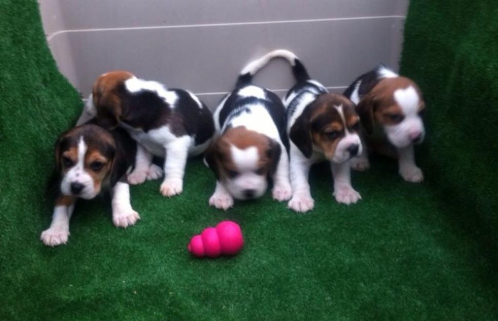 Beagles bicolores y tricolores con pedigri preciosos