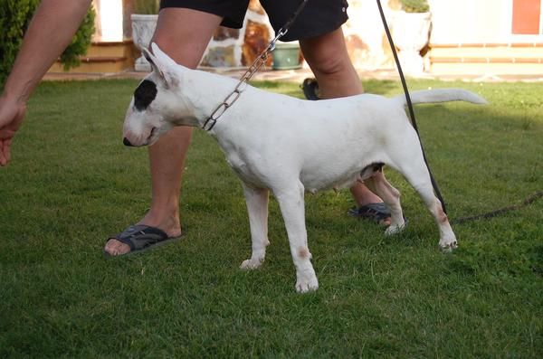 Bull terrier con pedigree loe en valladolid